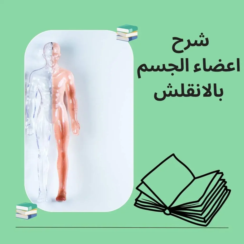 اعضاء الجسم بالانقلش